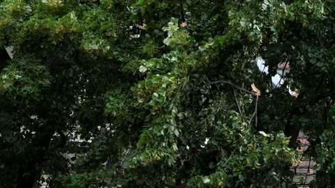 The wind bends the trees Stock Footage 119214079