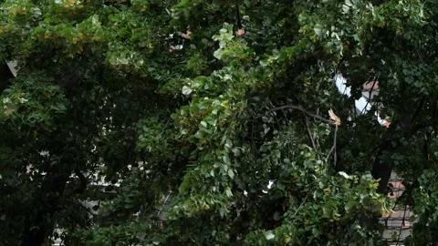 The wind bends the trees Stock Footage 119214083