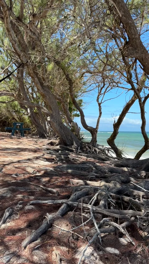 Wind-bent casuarina trees and exposed roots at a Barbados Caribbean beach Stock-Footage 336978970