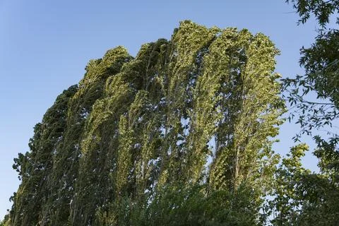 Wind-Bent Poplar Trees Under Clear Blue Sky Stock Photos