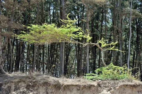 Wind bent tree, Saranda Beach, Valsad, Gujarat, India, Asia India Copyrigh... Stock Photos