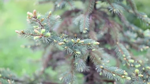 Wind between fresh green fir tree branches Stock Footage 63377673