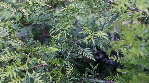 Wind between fresh green fir tree branches Stock Footage 63377690