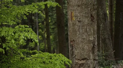 Wind between mountain forest fir trees Stock Footage 63378559