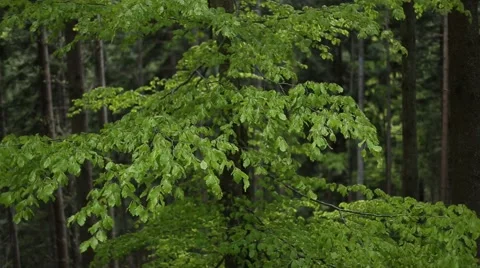 Wind between mountain forest fir trees Stock Footage 63378576