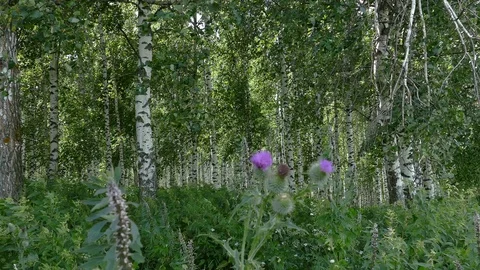 Wind in a birch forest on a summer day. Stock Footage 92844631