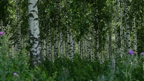 Wind in a birch grove on a summer day. Video stock 92844648