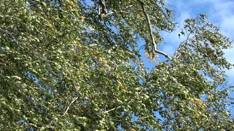 Wind in birch leaves nature background 스톡 동영상 88071816