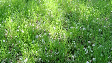 Wind blew apple flower petals on green lawn Stock Footage 23201080