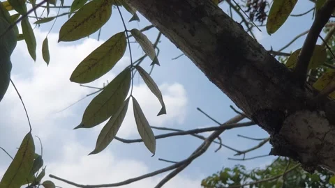 The wind blew the green leaves on the trees Stock Footage 340408841