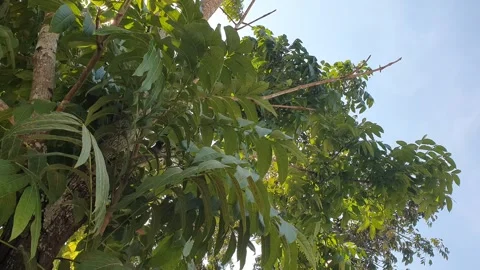 The wind blew the green leaves on the trees Stock Footage 340437090