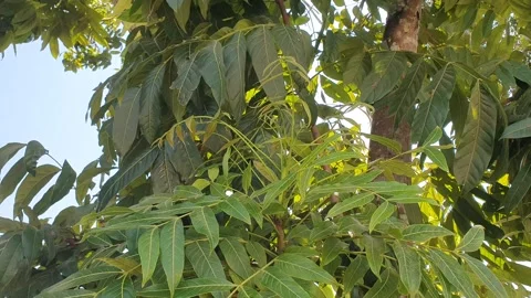 The wind blew the green leaves on the trees Stock Footage 340438157