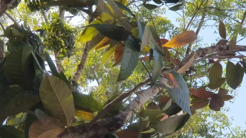 The wind blew the green leaves on the trees Stock Footage 340440407
