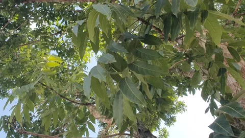 The wind blew through the green leaves in the village 스톡 동영상 339976546