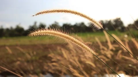Wind Blew White Grass Flowers or Meadows on Natural Background Stock Footage 62072589