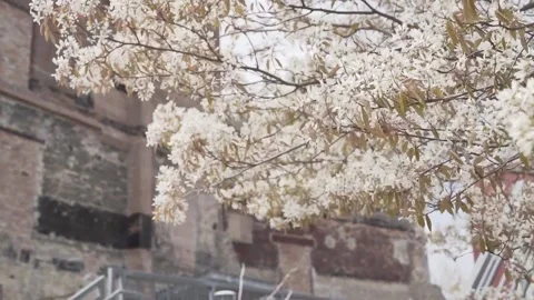 Wind in blossoms Stock Footage 131263634