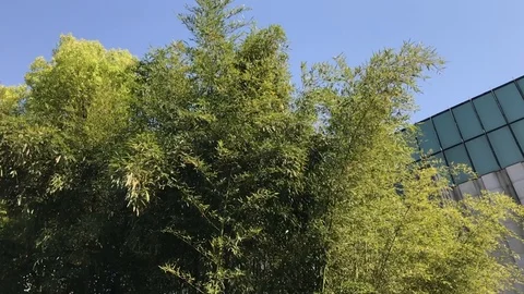 Wind blow bamboo leafs, slow motion 120FPS,   HD Stockbeeldmateriaal 90898136
