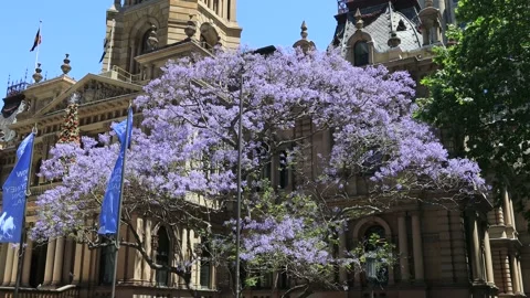 Wind blow on blossom jacaranda trees at Town Hall house in City of Sydney. Stock Footage 142926733