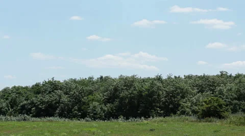 Wind blow bush Stock Footage 25261702