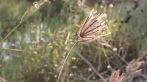 Wind blow 動画素材 35066318