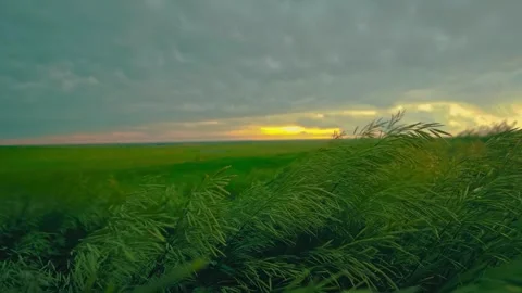 Wind blow green grass on field at sunset 库存影片 344354916