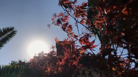 Wind blow Maple leafs, slow motion 120FPS,   HD Stock Footage 90897966