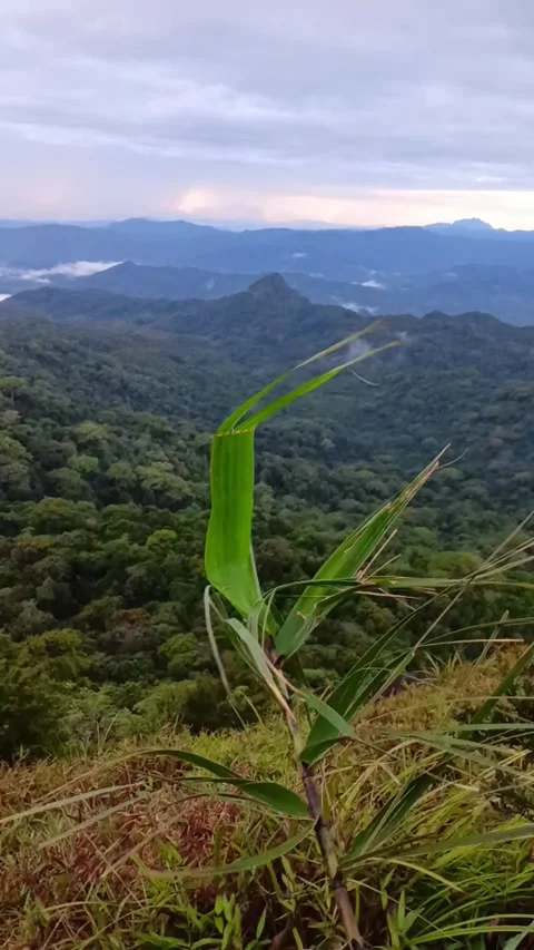 Wind blow in the mountain Stock Footage 246778293