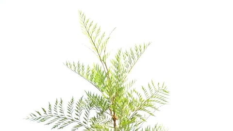 Wind blow oak tree movement white background Stock Footage 108983745