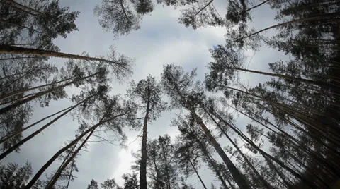 Wind blow tall trees Stock Footage 35043187