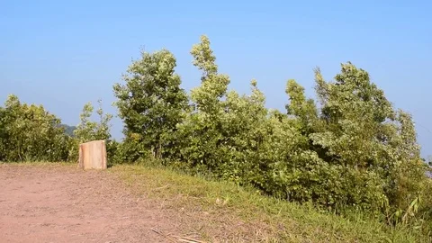 Wind blow the trees. 스톡 동영상 72818271