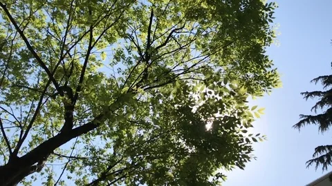 Wind blow trees leafs,back light slow motion 120FPS,   HD Stock Footage 90897898