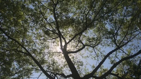 Wind blow trees leafs,backlight, slow motion 120FPS,   HD Stockbeeldmateriaal 90897695