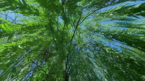 Wind blow willows Stock Footage 211706367