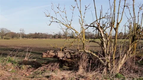 Wind Blowing Abstract Tree by Field in Rural Countryside Farm Land Stock-Footage 48987767