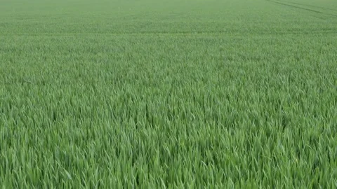 Wind blowing across agicultural field. Stock Footage 154498974