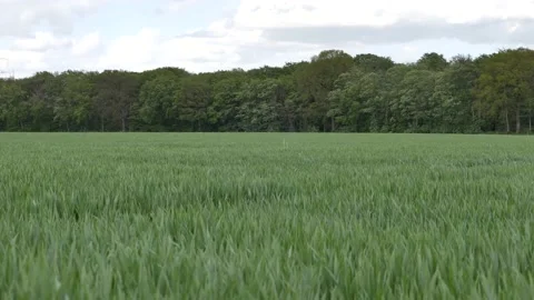 Wind blowing across agicultural field. Stock Footage 154498991