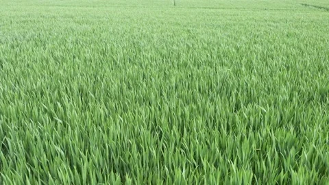 Wind blowing across agicultural field. Stock Footage 154499008