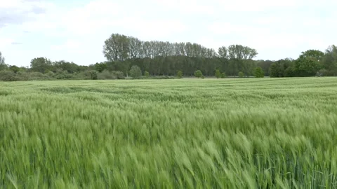 Wind blowing across agicultural field. Stock Footage 154499033
