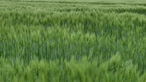 Wind blowing across agicultural field. Stock Footage 154499035