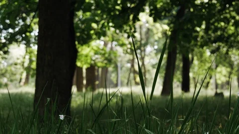 Wind blowing across the grass field the background of a trees on a summer sun Stock Footage 108389547