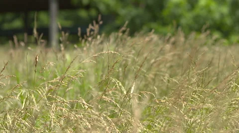 Wind blowing across a grassy field slow motion Stock Footage 52297544
