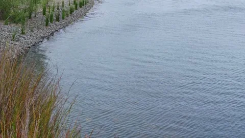 Wind blowing across water creating ripples in Australian garden pond Stock Footage 314887144