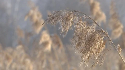 Wind blowing against dried reeds on a winter cold day. Stock Footage 83265018