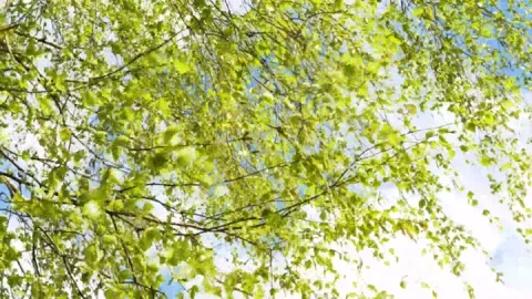 Wind blowing agaist the many branches of leaves Stock Footage
