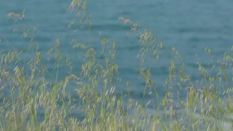 Wind blowing among green plants  near the sea Stock Footage 140515607
