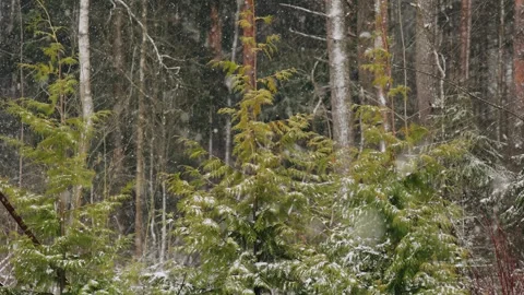The wind is blowing and snow is falling in the forest Stock Footage 313362600