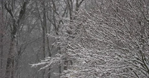 Wind blowing around trees covered in wet snow during snowstorm close up Vídeos de archivo 232445427