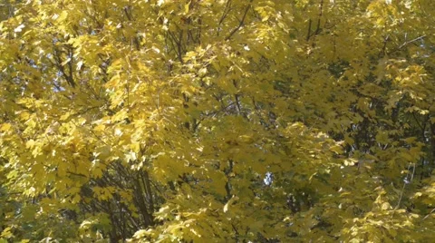 Wind blowing autumn tree Stock Footage 57178275