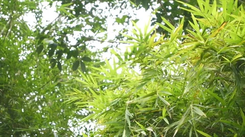 Wind blowing bamboo leaf Stock Footage 55181629
