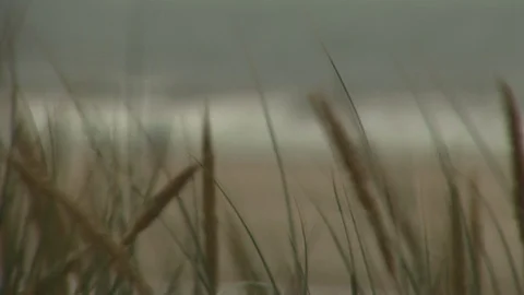 Wind blowing on a beach dogs running on it Stock Footage 95608490